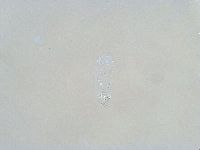 Isohypsibius granulifer image