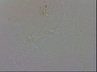 Isohypsibius granulifer image