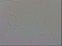 Isohypsibius granulifer image