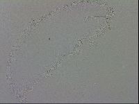 Isohypsibius granulifer image