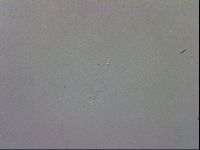 Isohypsibius granulifer image