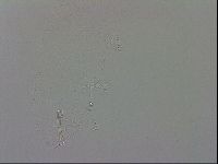 Isohypsibius granulifer image