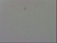 Isohypsibius granulifer image