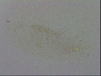Isohypsibius granulifer image