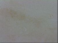 Isohypsibius granulifer image
