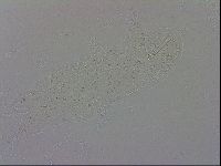 Isohypsibius granulifer image