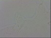 Isohypsibius granulifer image