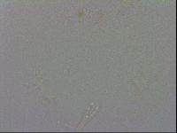 Isohypsibius granulifer image