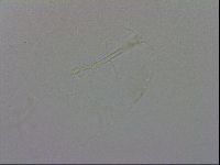 Isohypsibius granulifer image