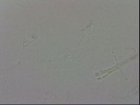 Isohypsibius granulifer image