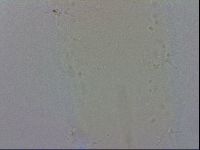 Isohypsibius granulifer image