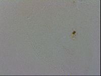 Isohypsibius granulifer image