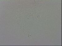 Isohypsibius granulifer image