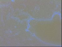 Isohypsibius granulifer image