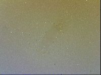 Isohypsibius granulifer image