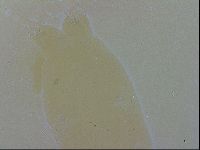 Isohypsibius granulifer image