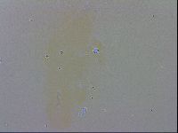 Isohypsibius granulifer image