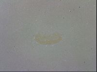 Isohypsibius granulifer image