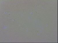 Isohypsibius granulifer image