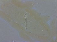 Isohypsibius granulifer image