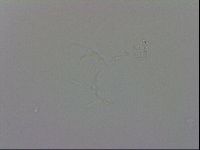 Isohypsibius granulifer image