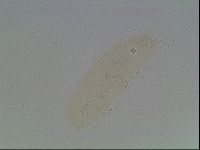 Isohypsibius granulifer image