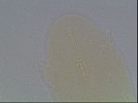 Isohypsibius granulifer image