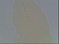 Isohypsibius granulifer image