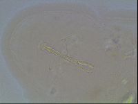 Isohypsibius granulifer image