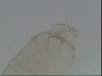 Isohypsibius granulifer image
