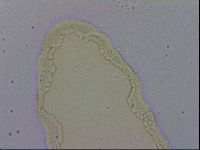 Isohypsibius lunulatus image