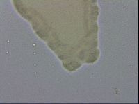 Isohypsibius lunulatus image