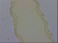 Isohypsibius lunulatus image