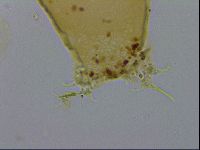 Isohypsibius macrodactylus image