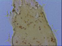 Isohypsibius macrodactylus image