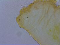 Pseudobiotus megalonyx image
