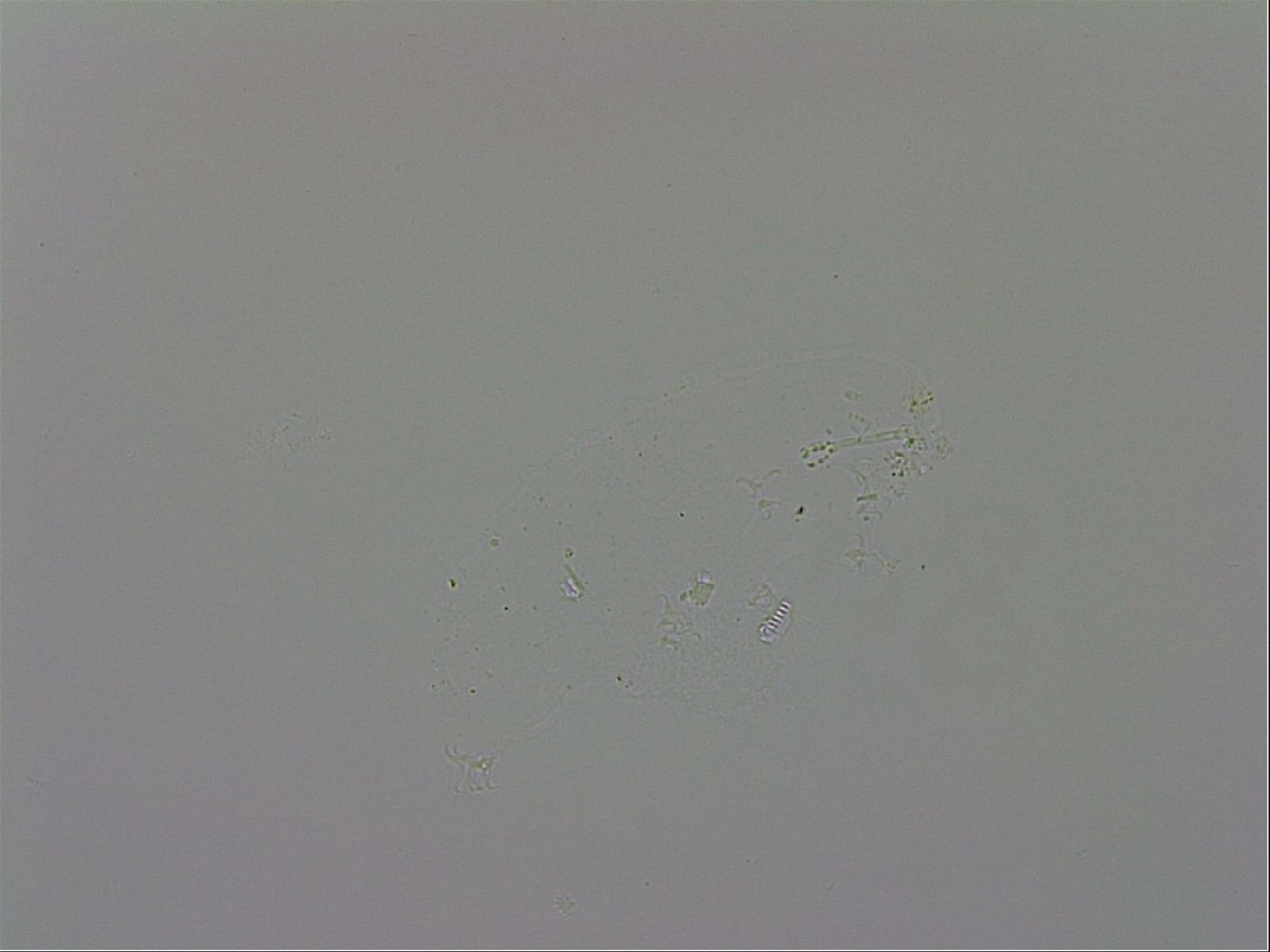 Isohypsibius papillifer image