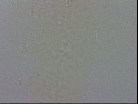 Isohypsibius prosostomus image