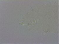 Isohypsibius prosostomus image