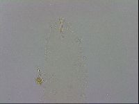 Isohypsibius prosostomus image