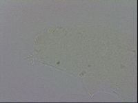 Isohypsibius prosostomus image
