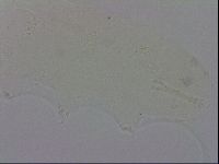 Isohypsibius prosostomus image