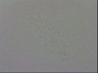 Isohypsibius prosostomus image