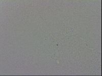 Isohypsibius prosostomus image