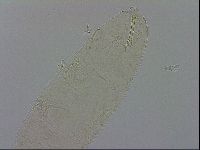 Isohypsibius prosostomus image