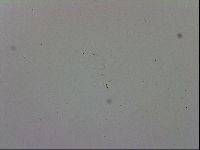 Isohypsibius prosostomus image