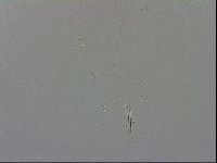 Isohypsibius prosostomus image