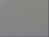 Isohypsibius prosostomus image