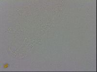 Isohypsibius prosostomus image