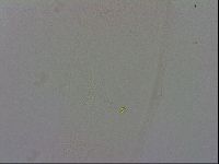 Isohypsibius prosostomus image